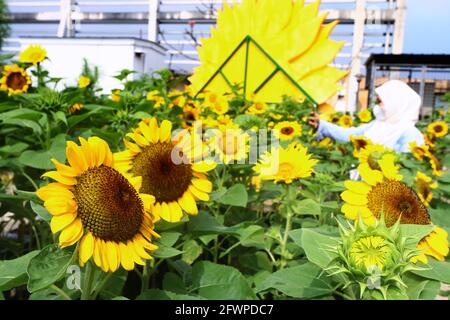 jardín de girasol en los centros comerciales de la azotea Fotografía de  stock - Alamy