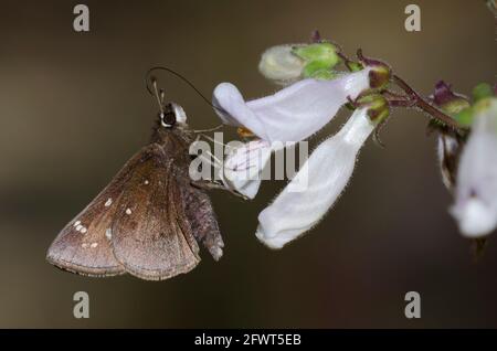 Patrón de polvo, Atrytonopsis hianna, nectaring de Penstemon asilado, Pendemon laxiflorus Foto de stock