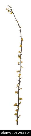 Abedul enano, Betula nana en colores otoñales aislados sobre fondo blanco Foto de stock