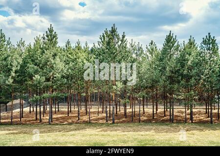 Pintoresco bosque artificial arbolado con filas de pinos jóvenes creciendo bajo el cielo azul con suaves nubes en la soleada primavera día