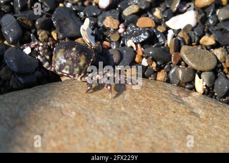 Escondido en las rocas, un pequeño cangrejo moteado en la orilla del mar. Enfoque selectivo. Foto de stock