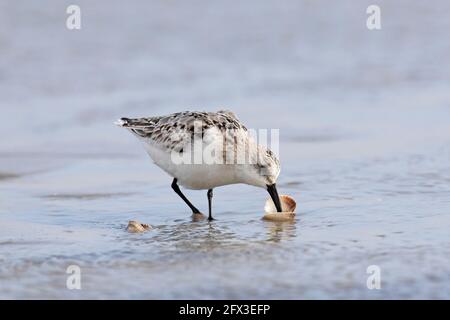 Sanderling (Calidris alba) en invierno plumaje abrir y comer berberberberechos / almejas la playa Foto de stock