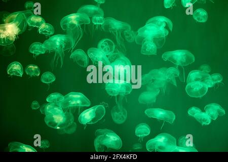 Aurelia aurita, también conocida como medusas comunes o de luna, se encuentra en el tanque de peces del acuario marino.