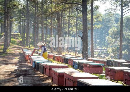 Da Lat City, Lam Dong Province, Vietnam - 18 de abril de 2021: Una trabajadora está revisando una caja de madera para abejas de miel. Apicultura de empresas privadas. Ho Foto de stock