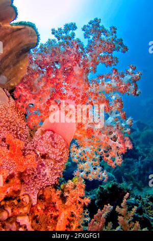 Árboles de varias ramas, Coral suave, Arrecife de Coral, Lembeh, Sulawesi del Norte, Indonesia, Asia Foto de stock