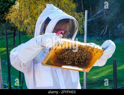 Apicultor con un traje protector con un marco de abejas de una colmena Foto de stock