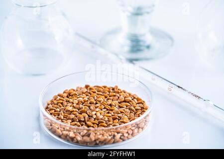 Laboratorio de investigación agroalimentaria. Granos de trigo en un plato de Petri. Foto de stock