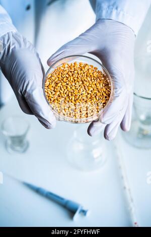 Laboratorio de investigación agroalimentaria. Granos de trigo en un plato de Petri. Foto de stock