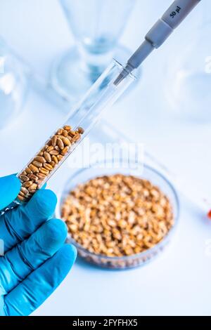 Laboratorio de investigación agroalimentaria. Granos de trigo en un tubo de ensayo. Foto de stock