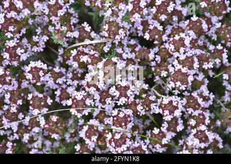 Fondo de flores de Thyme (Thymus vulgaris). Zona de montaña en primavera, Munilla, La Rioja, España. Foto de stock