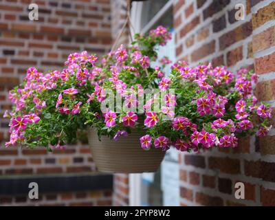 Bonita planta con flores en maceta colgante fotografías e imágenes de alta  resolución - Alamy