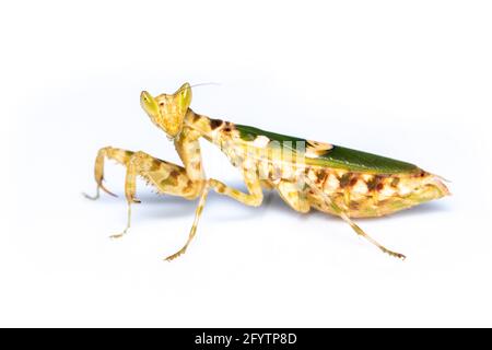 Imagen de mantis floral (Creobroter gemmatus) sobre fondo blanco. Insecto. Animal. Foto de stock