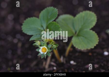 Flor de fresa de arriba abajo en suelo fértil. Cultivo de fresa de jardín. Fragaria x Ananassa desde arriba.