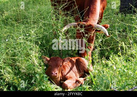 ternero joven de color rojo, visto por su madre tumbada hierba alta Foto de stock