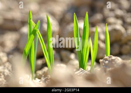 Plantones de trigo jóvenes que crecen en un suelo. Temporada de primavera. Fondo de la naturaleza.