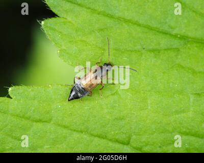 Escarabajo rove en la tribu Anthophagini, posiblemente PTelecomalium sp. - macro insecto Foto de stock