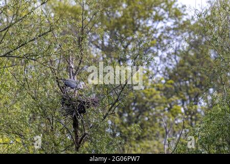 Garza gris (Ardea cinerea) en el nido en primavera Foto de stock