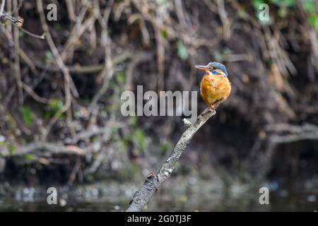 La hembra Kingfisher (Alcedo atthis) se sienta en una ramita sobre un arroyo forestal y busca comida. Foto de stock