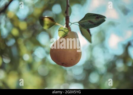 Sabrosa pera joven jugosa colgando en rama de árbol en el jardín de frutas de verano como concepto orgánico sano de fondo de la naturaleza. Pera en el jardín Foto de stock