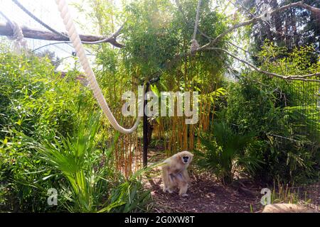 Lar Gibbon en la selva Foto de stock