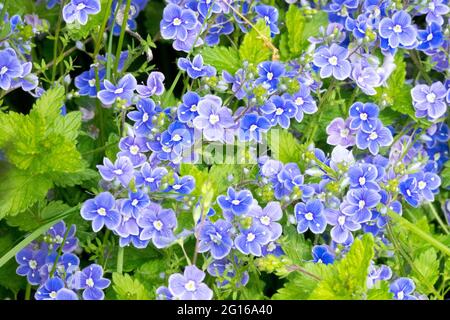 Verónica chamaedrys, flor azul germander velocímetro, ojo de pájaros velocímetro, o los ojos de gato Foto de stock