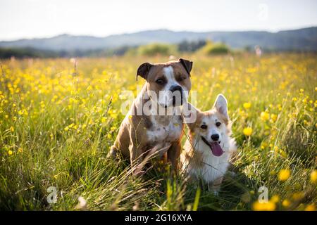 Perros amigos, Bulldog y galés Corgi Pembroke en el campo de flores Foto de stock