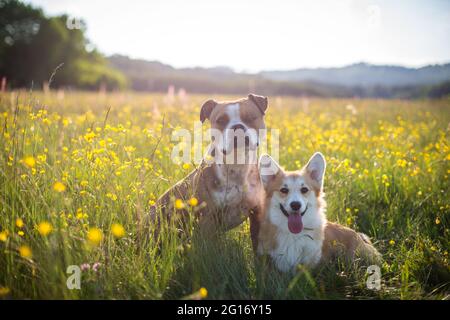Perros amigos, Bulldog y galés Corgi Pembroke en el campo de flores Foto de stock