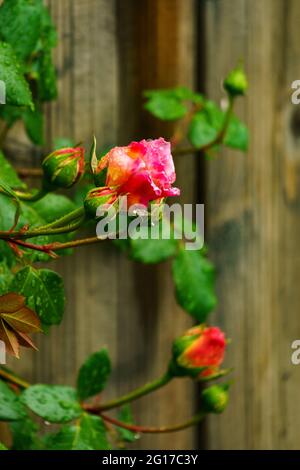 Rote Rose am Rosenstock vor einer Hauswand, naranja, rosa, gelb mehrfarbig im grünen Blättermeer. Morgentau auf Rosenknospe. Símbolo für Liebe und Treue