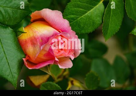 Rote Rose am Rosenstock vor einer Hauswand, naranja, rosa, gelb mehrfarbig im grünen Blättermeer. Morgentau auf Rosenknospe. Símbolo für Liebe und Treue