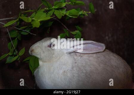 Los conejos en un bosque oscuro comen hierba y ramas de árboles. Conejo de  cola de algodón comiendo hierba en el jardín Fotografía de stock - Alamy