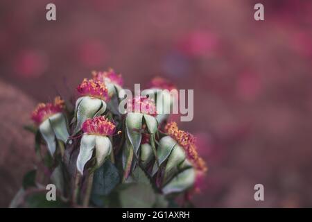 Flor sin pétalos Fotografía de stock - Alamy