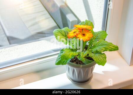 Florece dos gerberas de color naranja amarillo en ollas en el alféizar de la ventana del balcón iluminado por el sol