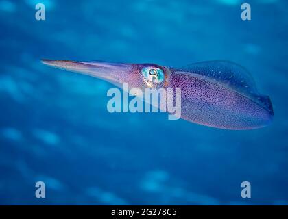 Calamar de arrecife caribeño (Sepioteuthis sepioidea). Foto de stock