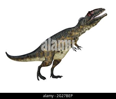 Giganotosaurus dinosaurio rugido con la cabeza hacia arriba, aislado sobre fondo blanco. Foto de stock