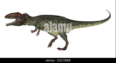 Giganotosaurus rugido de dinosaurios, aislado sobre fondo blanco. Foto de stock