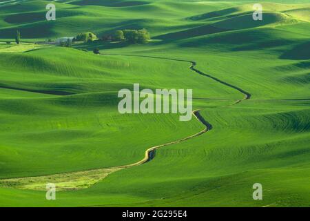 Verdes colinas ondulantes de campos de trigo de tierras agrícolas vistos desde el Palouse en Washington State USA Foto de stock