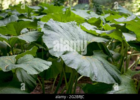 Petasites es un género de plantas con flores perteneciente a la familia de las girasoles, Asteraceae, a las que se hace referencia comúnmente como mazorcos y hojas de coltsfoots Foto de stock