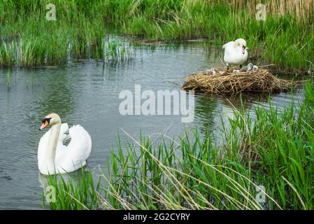 Mute Swan madre y padre y cygnets recién nacidos en Cambridgeshire, Reino Unido Foto de stock