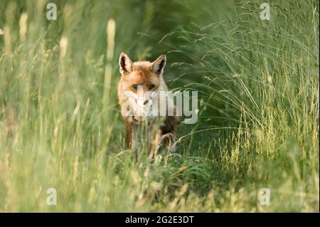 Un zorro rojo en una ruta de campo Foto de stock