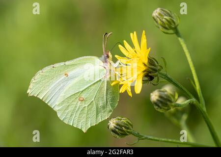Mariposa de Brimstone (Gonepteryx rhamni) alimentándose de la flor salvaje de los hawkbit durante el verano, Reino Unido