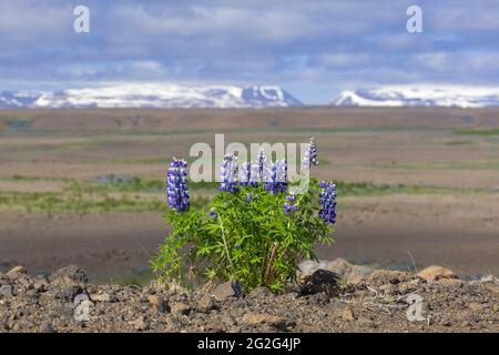 Lupino Nootka (Lupinus nootkatensis) en flor en la tundra islandesa en verano, especie invasora en Islandia pero nativa de América del Norte