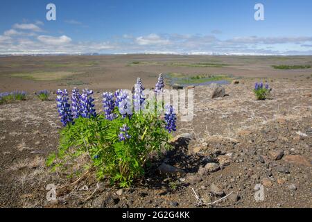Lupino Nootka (Lupinus nootkatensis) en flor en la tundra islandesa en verano, especie invasora en Islandia pero nativa de América del Norte
