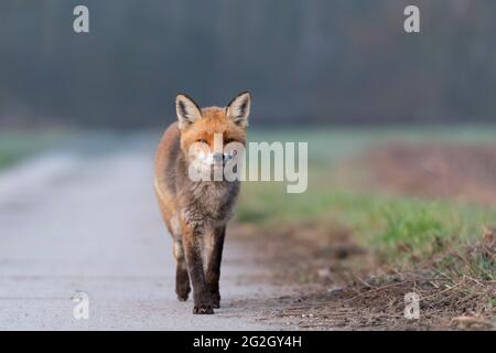 Zorro rojo (Vulpes vulpes) en un camino, primavera, Hesse, Alemania Foto de stock