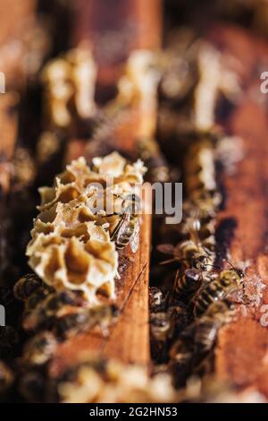 Colmenas cambiantes de apicultor orgánico Foto de stock