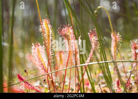 Sundew (Drosera anglica), un primer plano con luz solar. Una planta carnívora pantanosa.