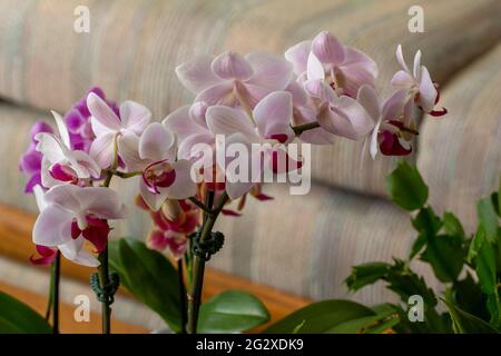 Macro resumen textura vista de una rama de sorprendente blanco y rojo rosa phalaenopsis polilla orquídeas flores, con fondo desenfocado Foto de stock