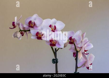 Macro resumen textura vista de una rama de sorprendente blanco y rojo rosa phalaenopsis polilla orquídeas flores, con fondo desenfocado Foto de stock