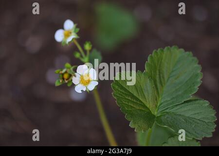Fragaria x Ananassa en Bloom. Flor Blanca de Fresa de Jardín con Hoja Verde. Cultivo de plantas de fruta durante la primavera.