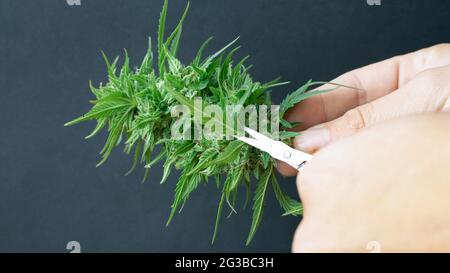 recortando las papilas de cannabis, recorta las hojas de marihuana después de la cosecha.