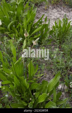 Plantago lanceolata en flor